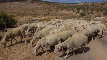 Sheep grazing, Tel Dotan